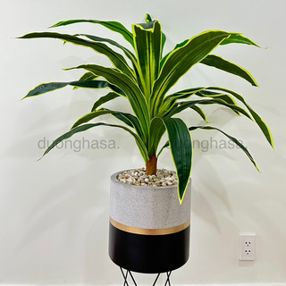 Cây thiết mộc lan 60cm giả, lõi thép nhập khẩu cao cấp