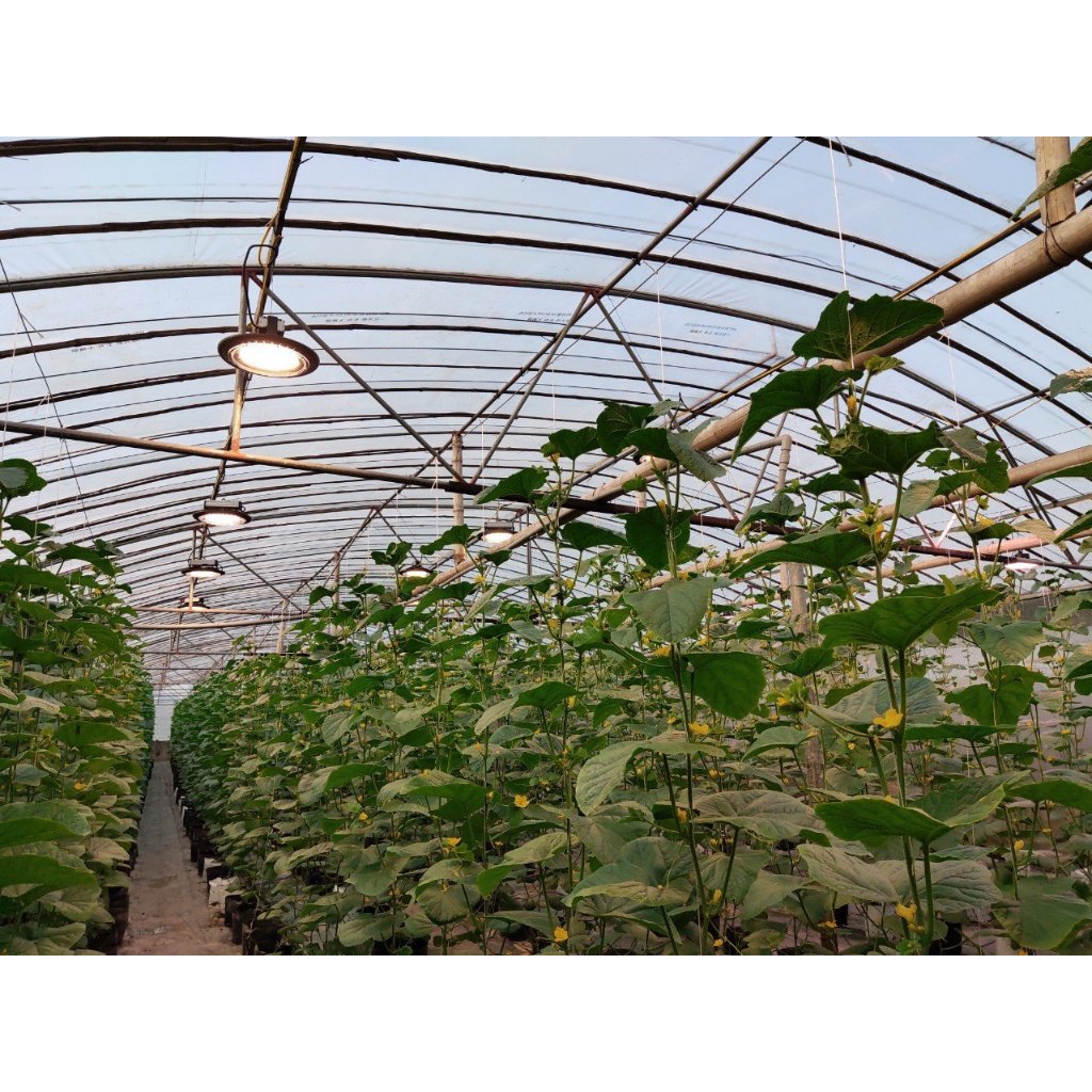 Đèn chuyên dụng cho cây ăn quả dâu tây dưa lưới cà chua