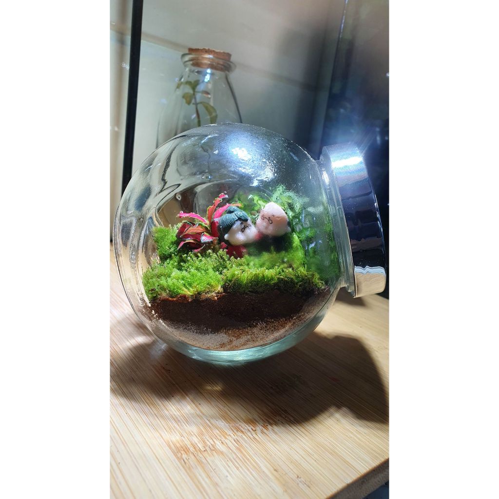Bình Terrarium mini
