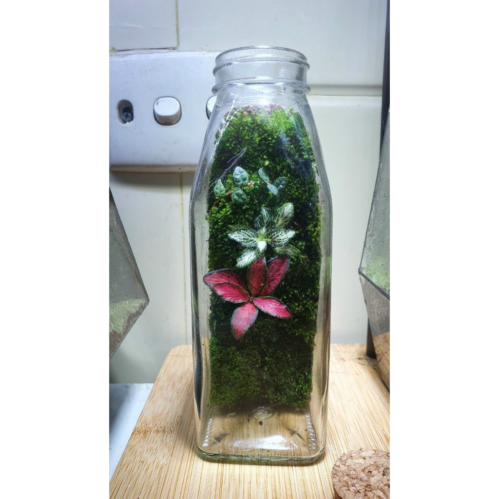 Bình Terrarium mini