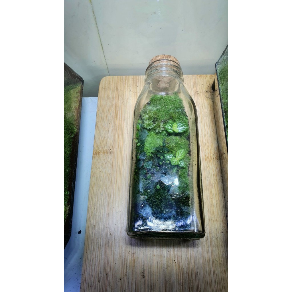 Bình Terrarium mini