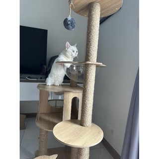 Trụ cào móng, cattree CT001