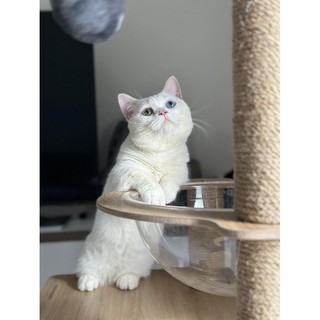 Trụ cào móng, cattree CT001