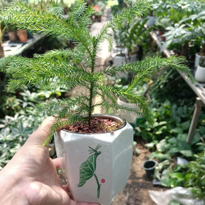 Cây tùng bách tán để bàn kèm chậu sứ