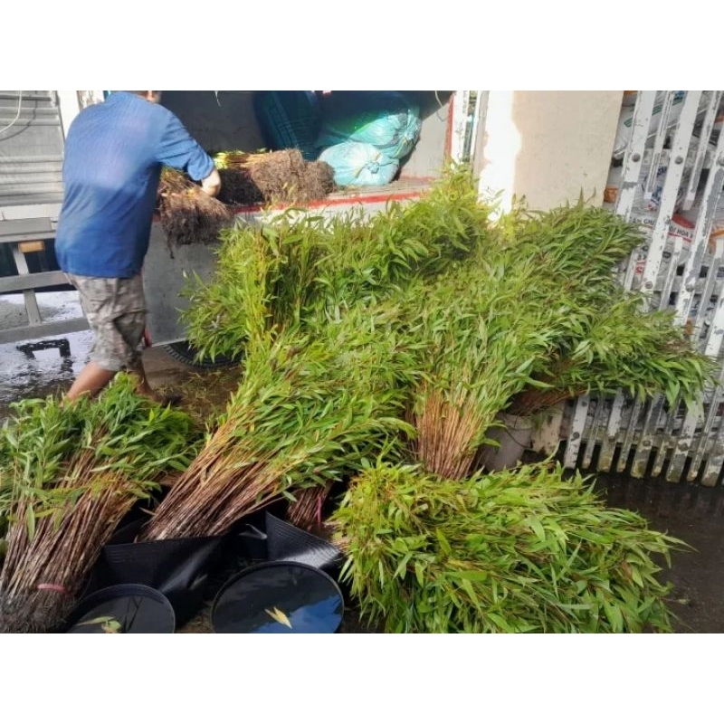 CÂY GIỐNG TRÀM ÚC