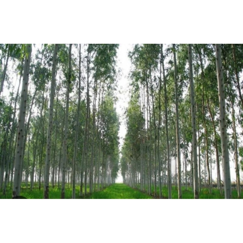 CÂY GIỐNG TRÀM ÚC