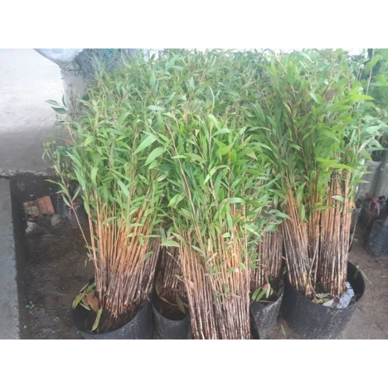 CÂY GIỐNG TRÀM ÚC