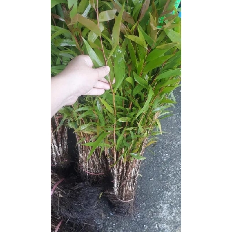 CÂY GIỐNG TRÀM ÚC