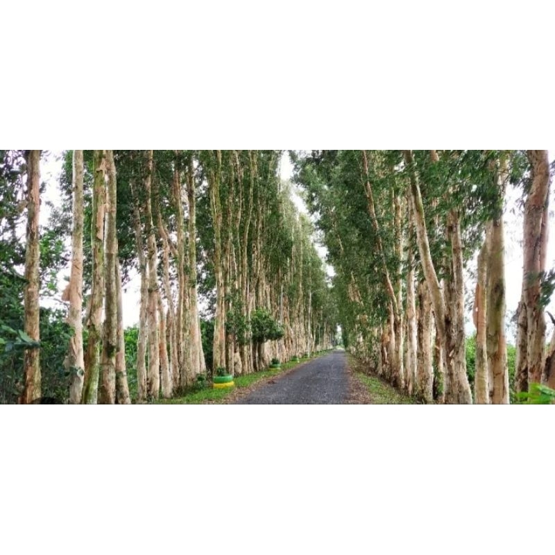 CÂY GIỐNG TRÀM ÚC