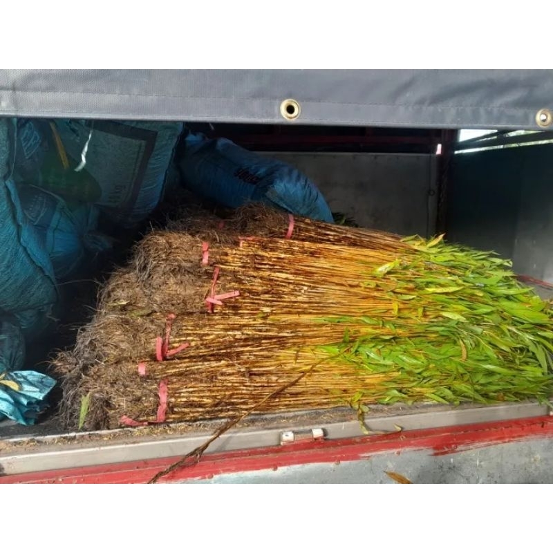 CÂY GIỐNG TRÀM ÚC