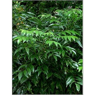 Cây mác mật giống (loại lá nhỏ thơm đậm)