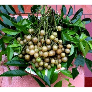 Cây mác mật giống (loại lá nhỏ thơm đậm)
