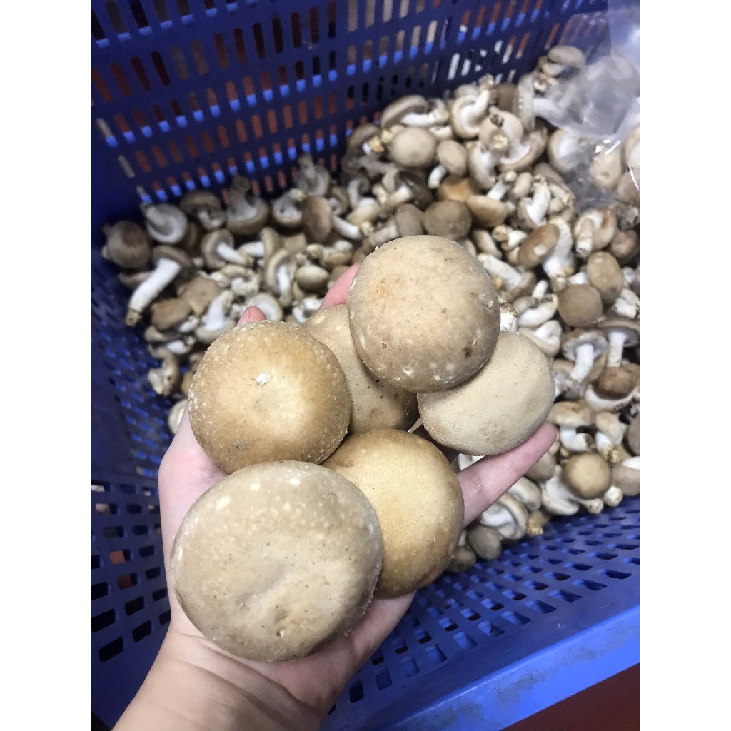 Nấm Hương Tươi - Nấm Ăn Lẩu 300gr | Nấm Sạch Việt Nam