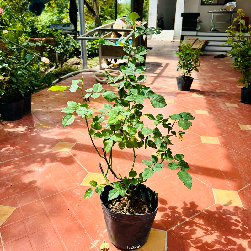 Hoa hồng Amber Rose - hồng bụi, màu vàng, hoa khá to