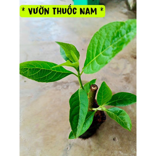 Combo 3 bầu giống cây lá đắng 3 bầu giống cây mật gấu nam