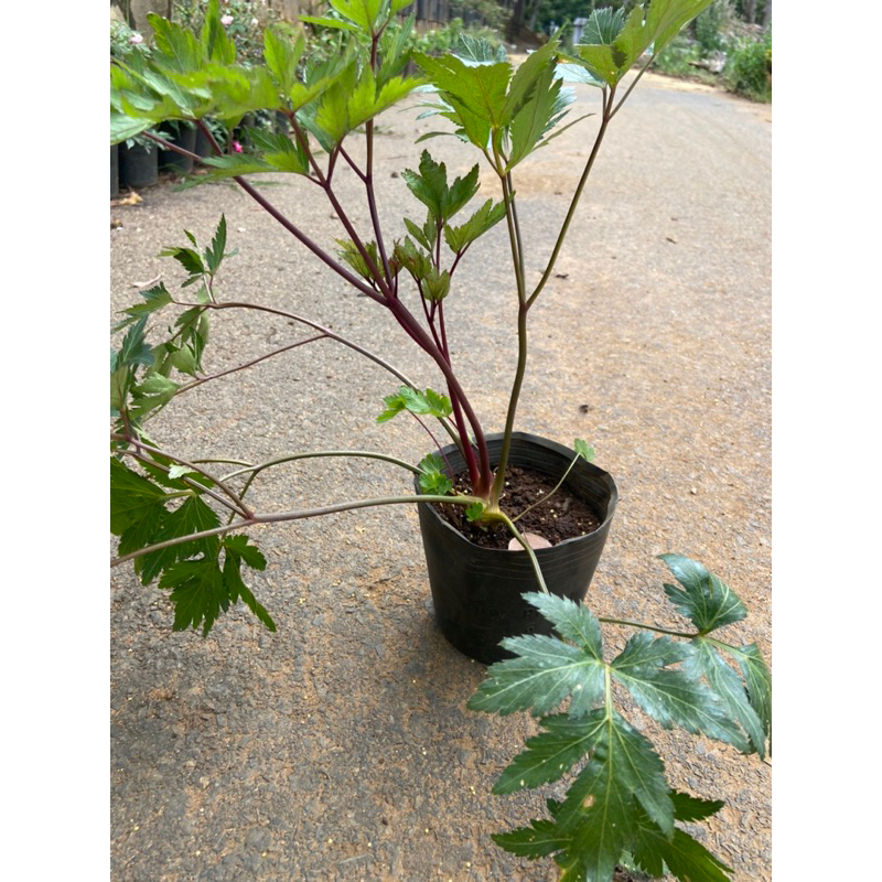 Cây sâm đương quy chậu lớn