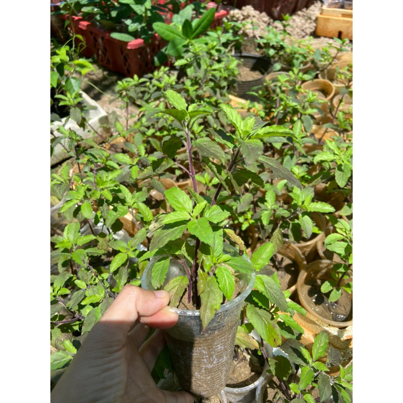 Cây hương nhu tía