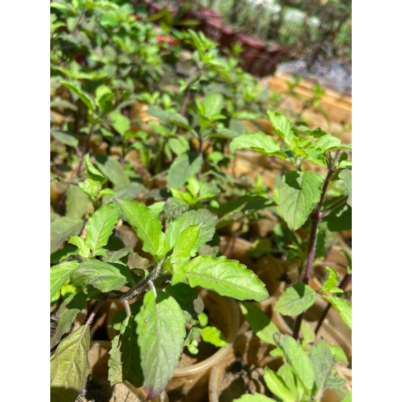 Cây hương nhu tía