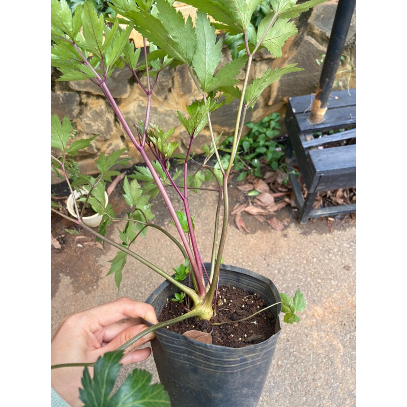 Cây sâm đương quy chậu lớn