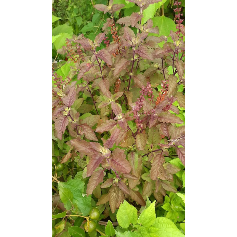 Cây hương nhu tía