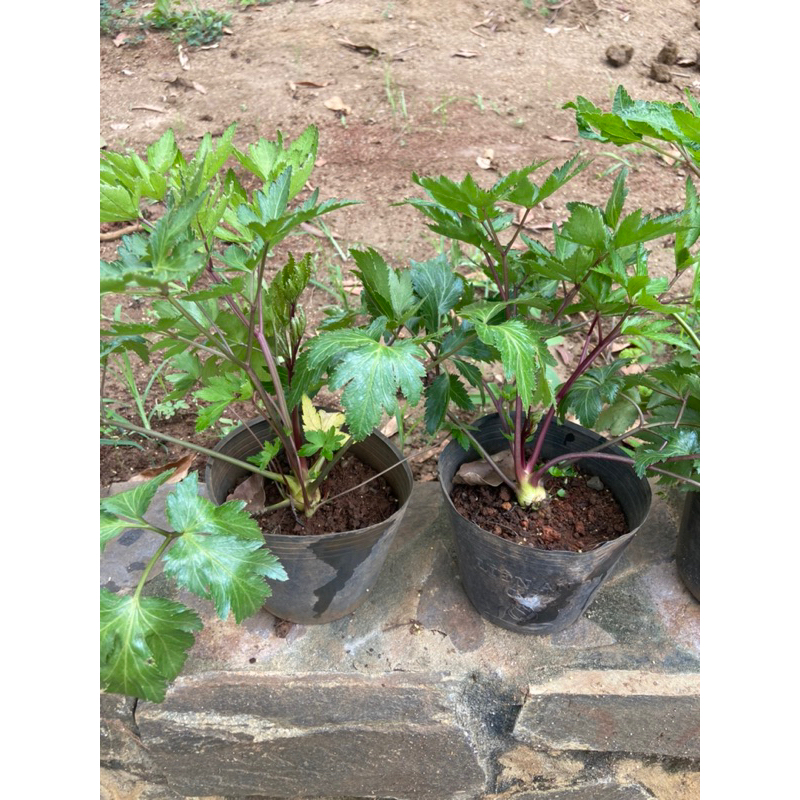 Cây sâm đương quy chậu lớn