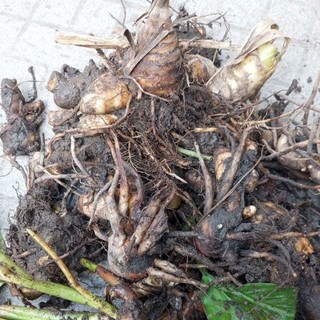 Củ Nghệ Trắng tươi 1kg