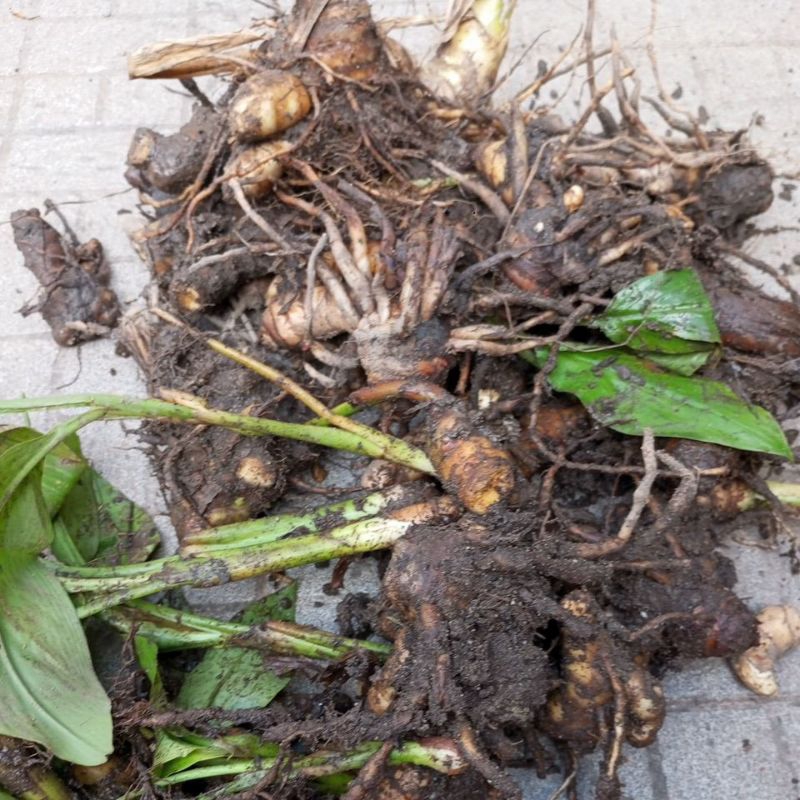 Củ Nghệ Trắng tươi 1kg