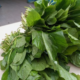 1kg cây cải trời cây tàu bay 1kg