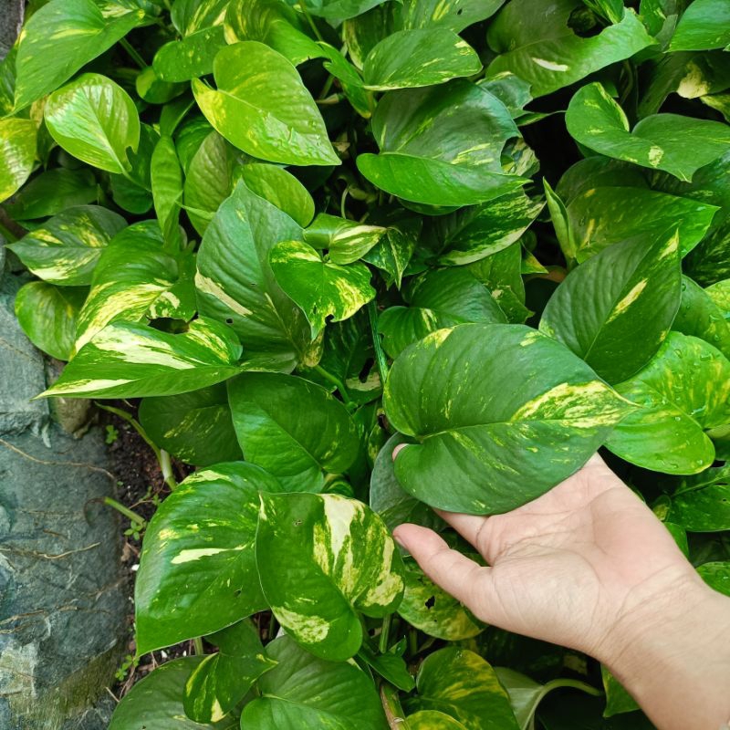 TRẦU BÀ DÂY BÁN KÝ - dễ giâm trồng, vườn cắt tươi mới