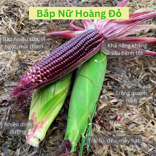 Hạt Giống Bắp Nữ Hoàng Đỏ, Bắp Tím (Gói 50 Hạt)