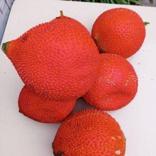 1kg trái gấc nếp trái gấc tươi trái gấc đỏ 1quả