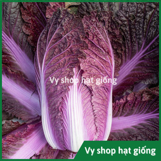 Hạt giống cải thảo tím nguyên gói 50 hạt