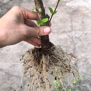 Chậu Mai chiếu thủy trung nu ( cây giống cao 15-20cm )