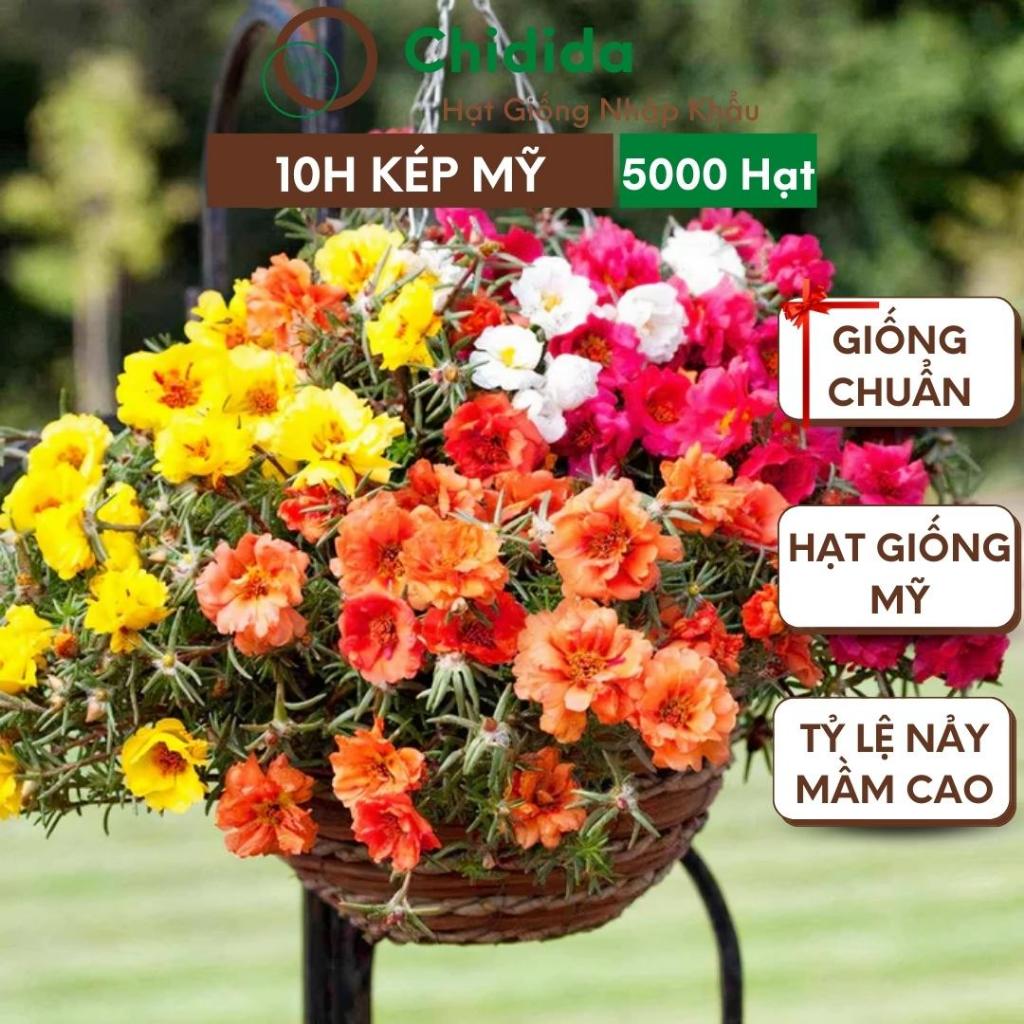Hạt giống hoa mười giờ Chidida giống 10 giờ cánh kép Mỹ nhiều màu nhập khẩu Mỹ gói 5000 hạt