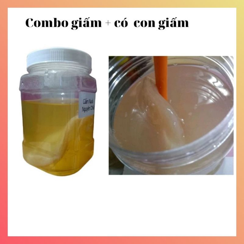 Giấm Nuôi + con Giấm
