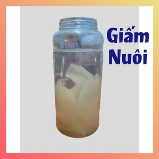 500ml Giấm Chuối nuôi kèm con giấm