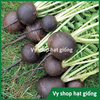 Hạt giống củ cải vỏ đen - black radish nguyên gói 100 hạt