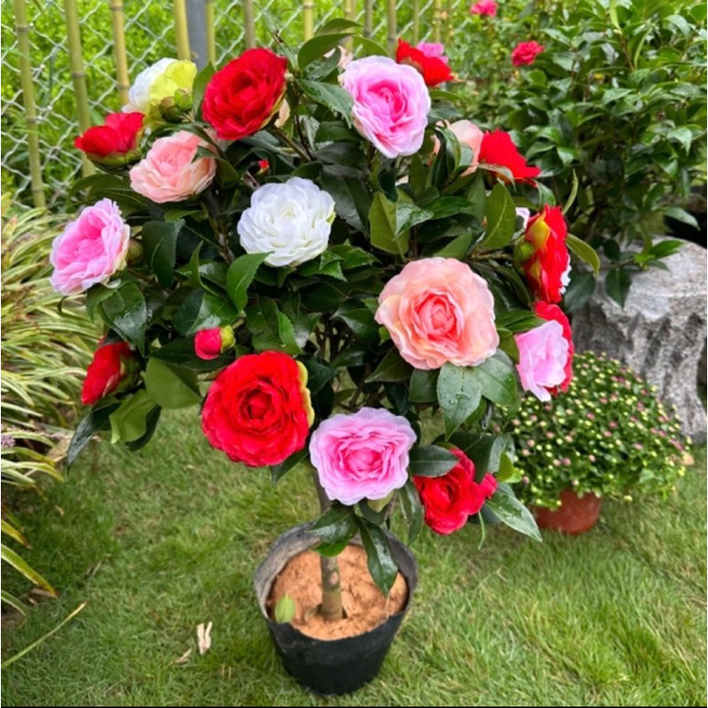 Hoa trà my ngũ sắc