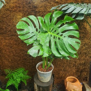 Monstera Deliciosa Size Lớn - Trầu Bà Nam Mỹ