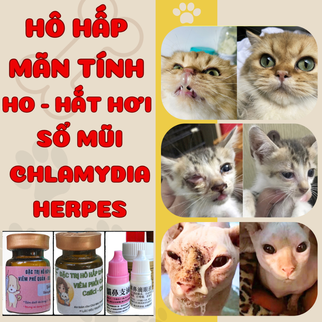 Tăng đề kháng Hô hấp mãn tính chó mèo sổ mũi Herpes Calici - Nhỏ mắt mũi nội địa Trung thần thánh viêm tuyến lệ