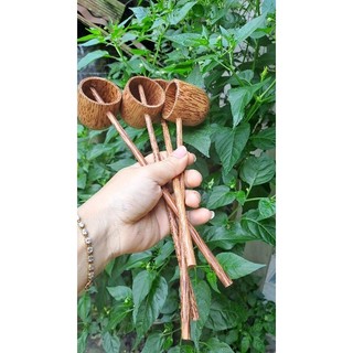 Múc rượu bằng gỗ dừa