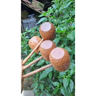 Múc rượu bằng gỗ dừa