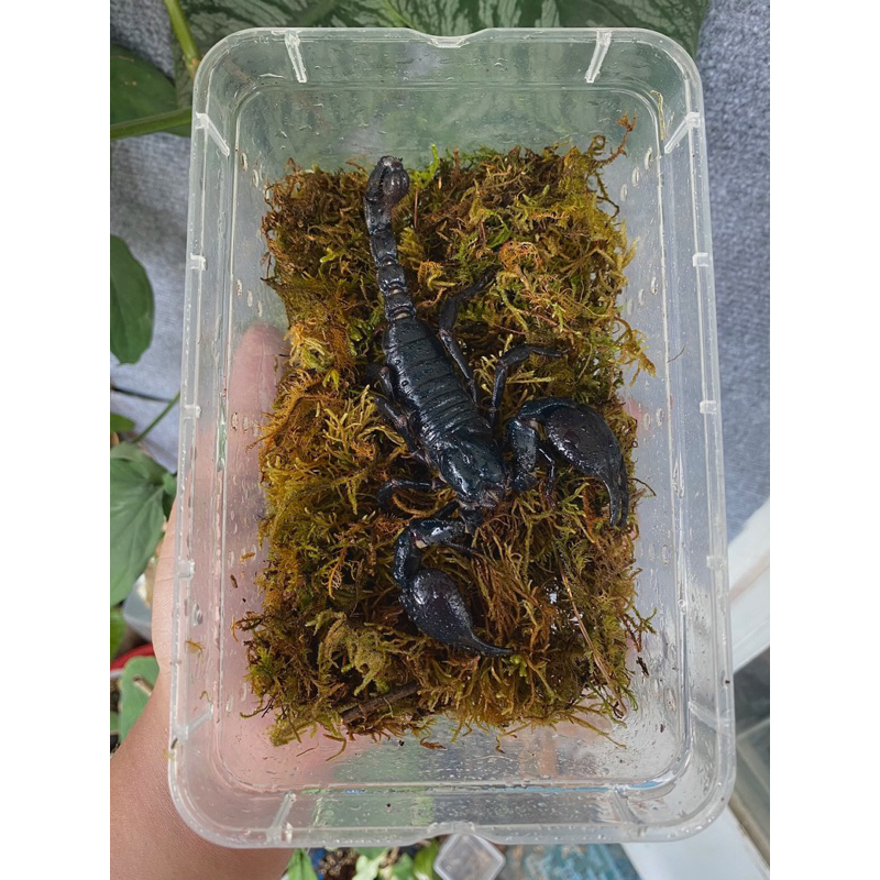 Bo cap den canh 1 con