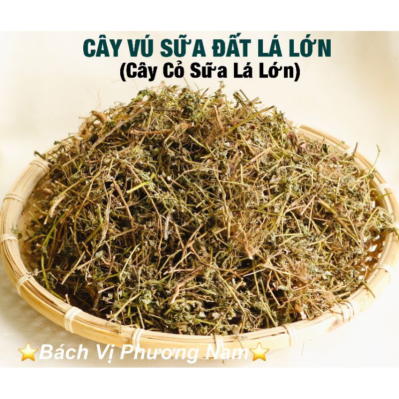 Cây Vú Sữa Đất Khô 1kg  - Bách Vị Phương Nam