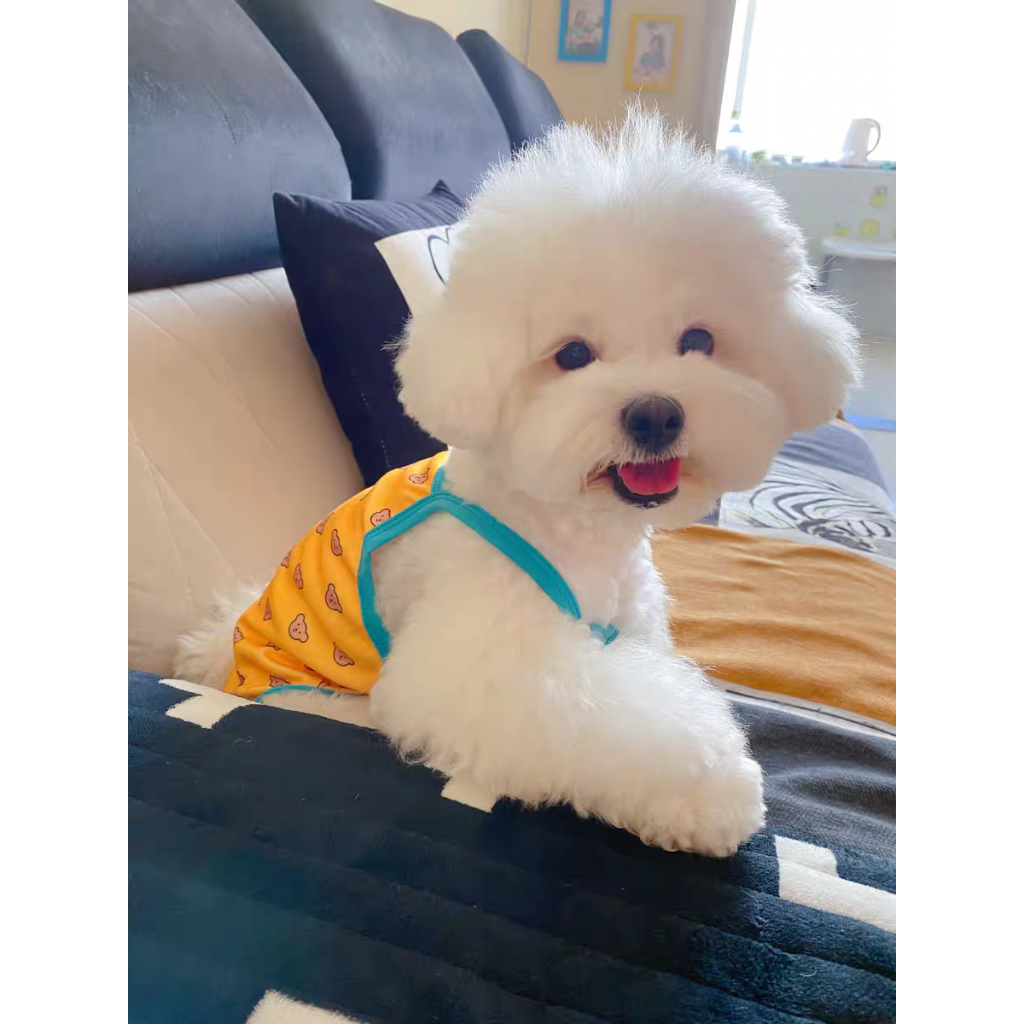 Áo hai dây gấu nâu nhí dành cho thú cưng