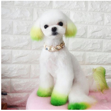 Màu Nhuộm Lông Cho Chó Mèo BROOKLYN Cao Cấp An Toàn Cho Bé Không Gây Kích Ứng Da Tuýp 80g