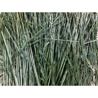 Cỏ timothy xanh sấy khô 500gr
