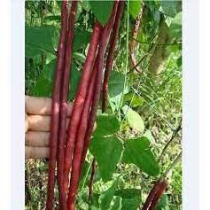 HẠT GIỐNG ĐẬU ĐŨA TÍM 15G