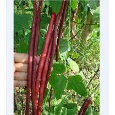 Hạt giống đậu đũa tím 15g