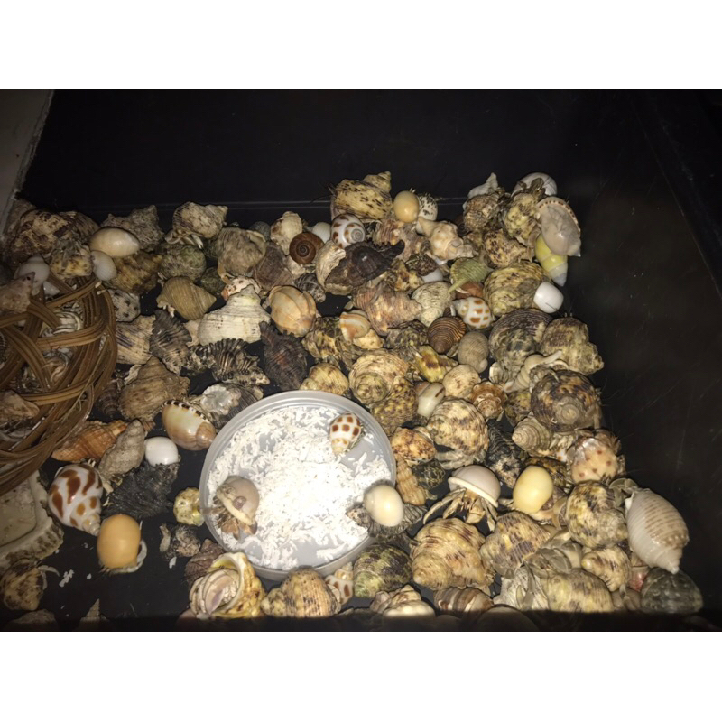 OMH dòng rugos baby